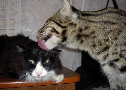 开云体育-跨界之神，当约基奇在NBA总决赛上演F1年度争冠式接管