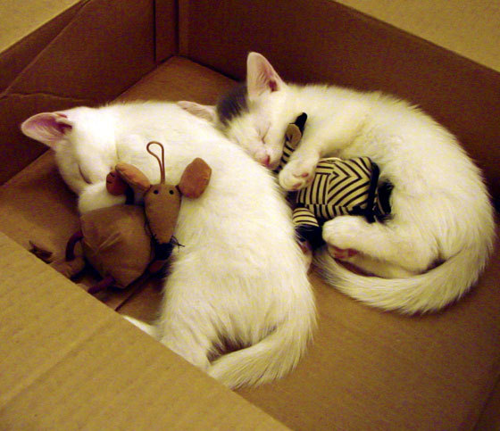 绝境之光,文班亚马以攻防转换擎起火箭钢铁苍穹,生死战力克天山雄鹰