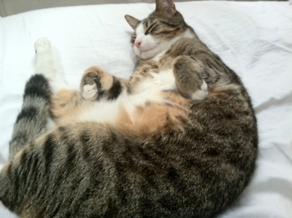 血肉祭坛上的独舞艺术家,三笘薰抢七夜的战争美学