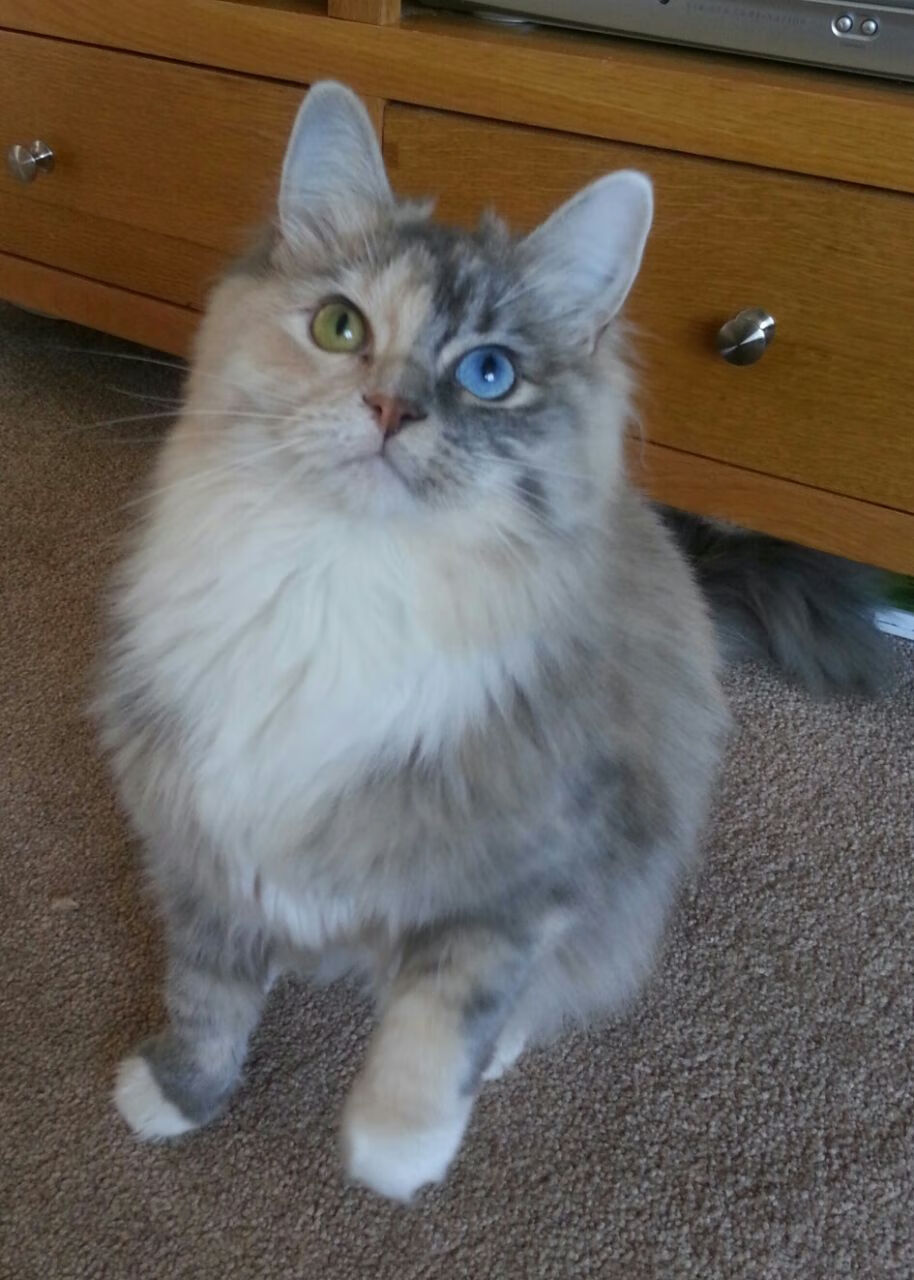 开云体育中国-足球之夜的双重奏，西班牙对阵爱尔兰激战，基耶萨达成百场里程碑