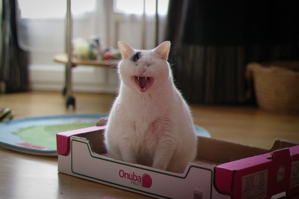 开云体育平台APP-西决生死战，当阿根廷灵魂强压美国霸权