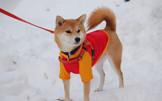 绝境狂澜，哈登6.8秒终极审判，掘金生死战掀翻北京矩阵