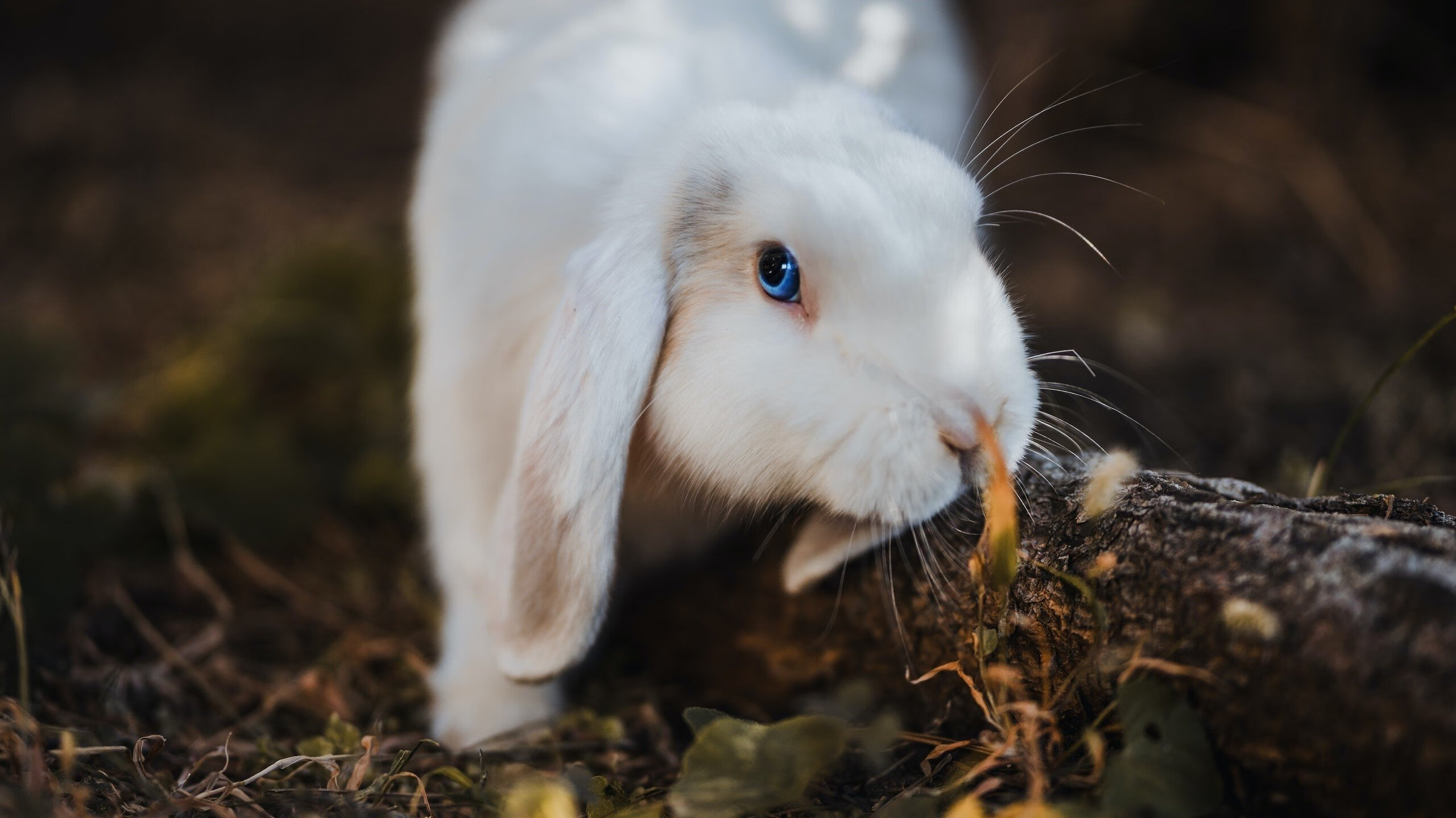 开云体育登录-宿敌对决，老鹰与奇才的战术博弈与意志较量