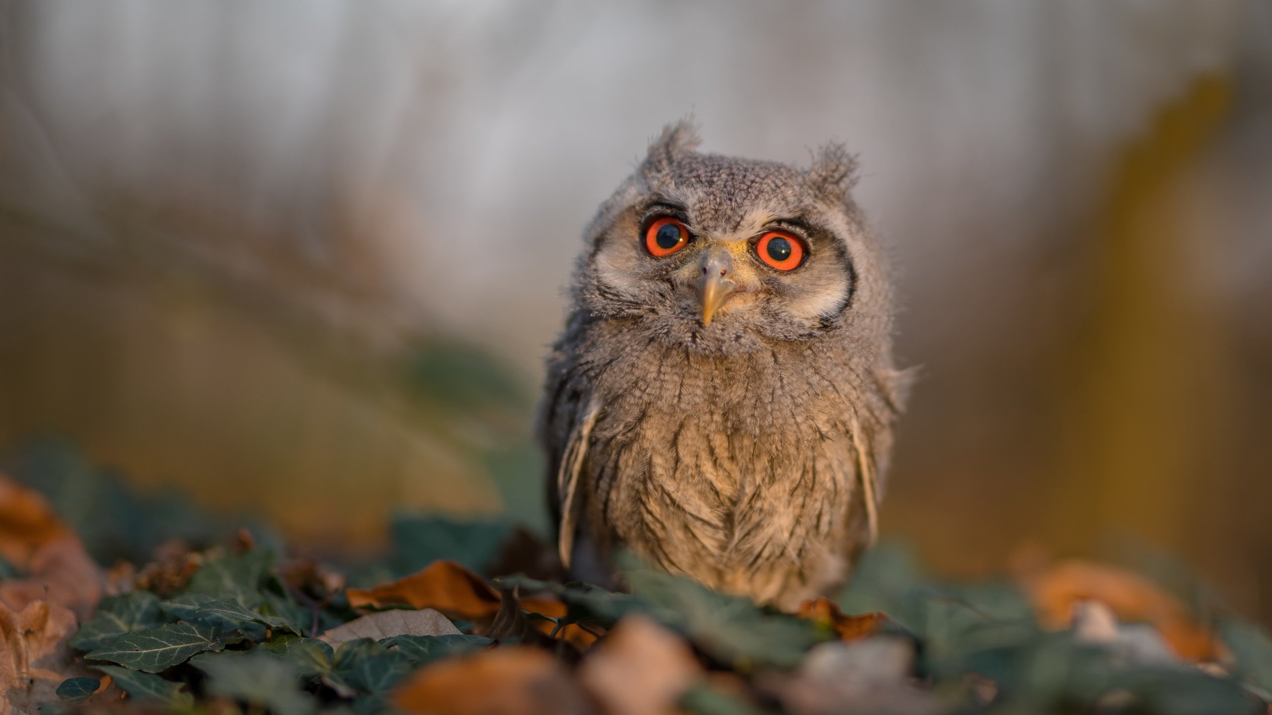 足球后卫的篮球生涯之夜，当丹麦对阵澳大利亚的阿拉巴，主宰了另一个赛场