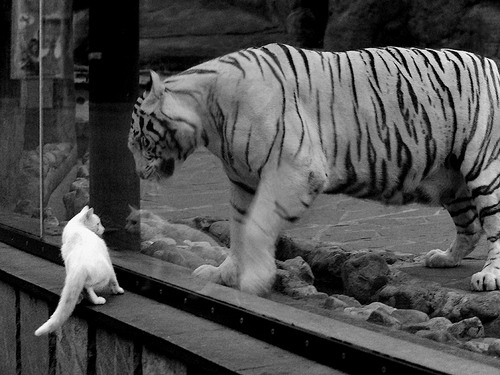 硬仗的两种答案，韩国的铁血意志，与京多安的孤胆时刻