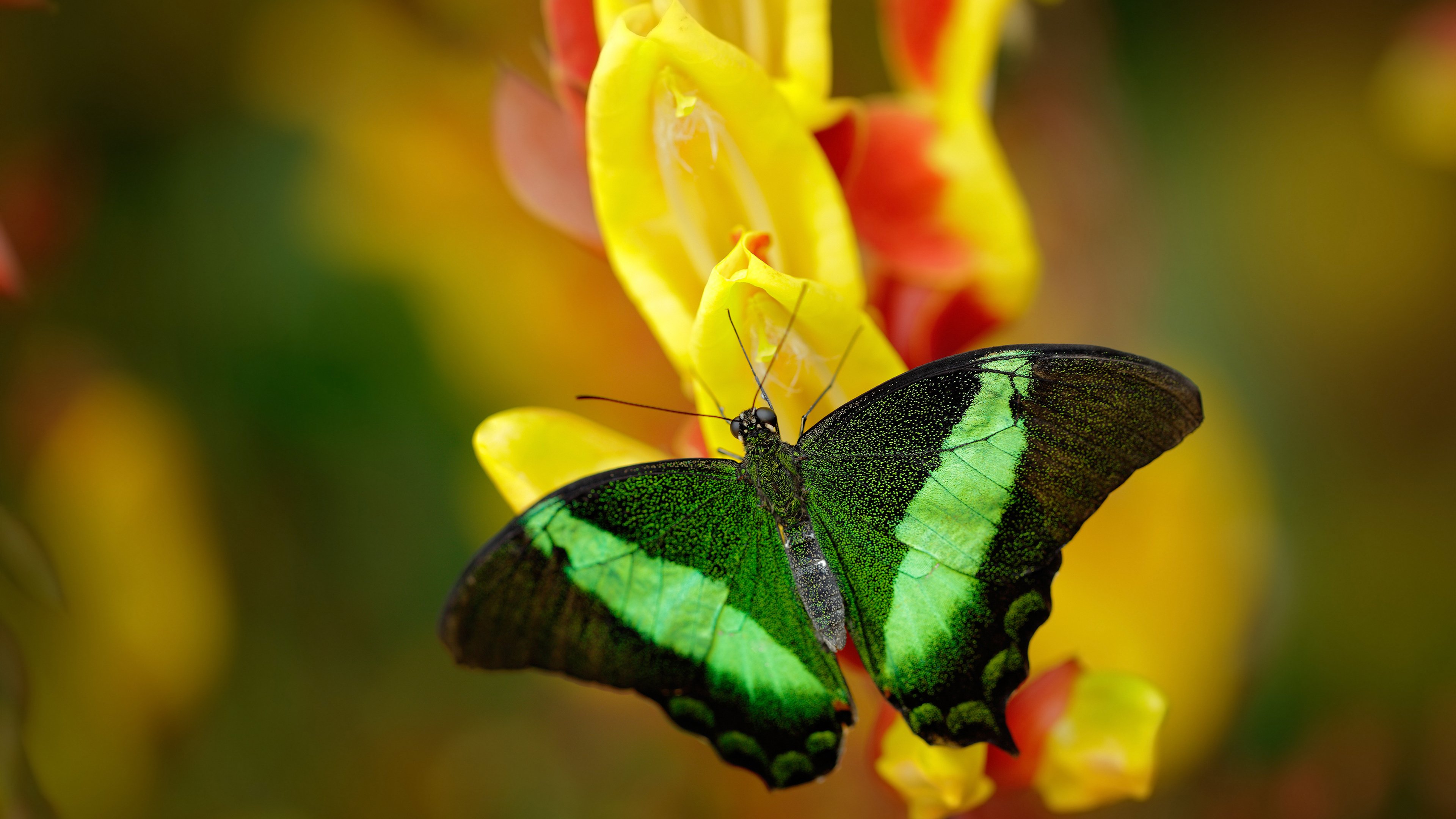 樱花武士绝境绽放，北欧狂飙席卷蔚蓝岸—哈兰德加时一剑封喉，日本队奇幻逆转尼斯