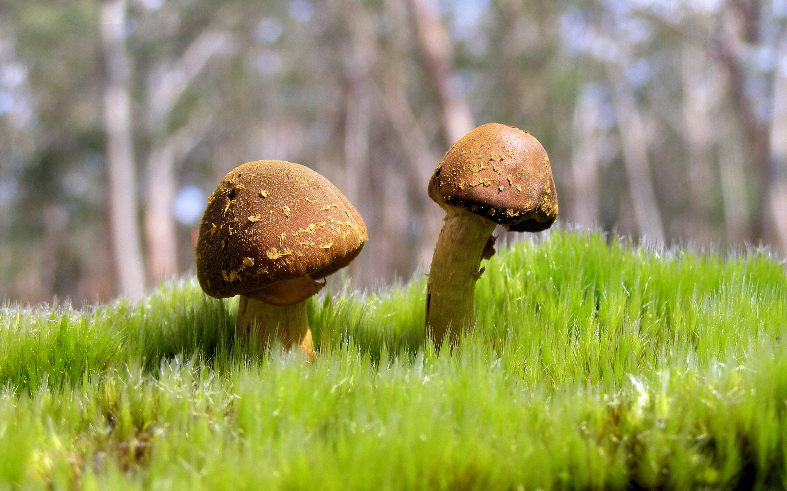 节奏掌控者，斯通斯如何激活全队，引领塞内加尔险胜尤文