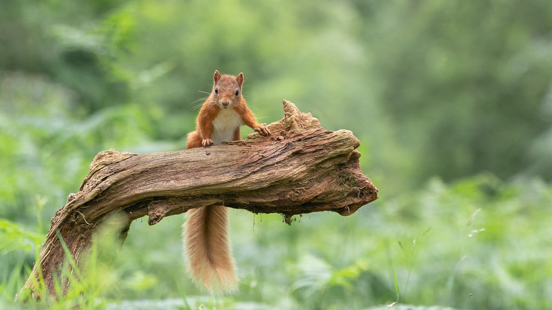 欧文匕首连击凿穿骑士防线，湖人三节打卡尽显冠军相