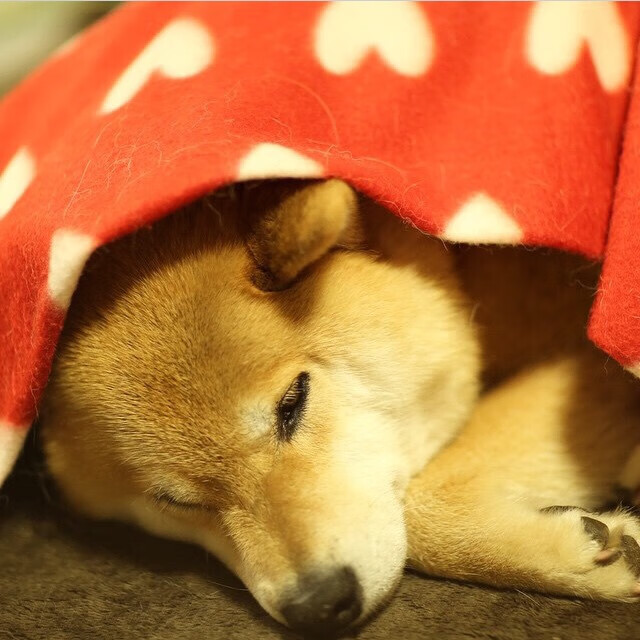 开云体育-当吉林虎啸遇见绿衫军，西亚卡姆的降维打击与一场跨越篮球次元的对话