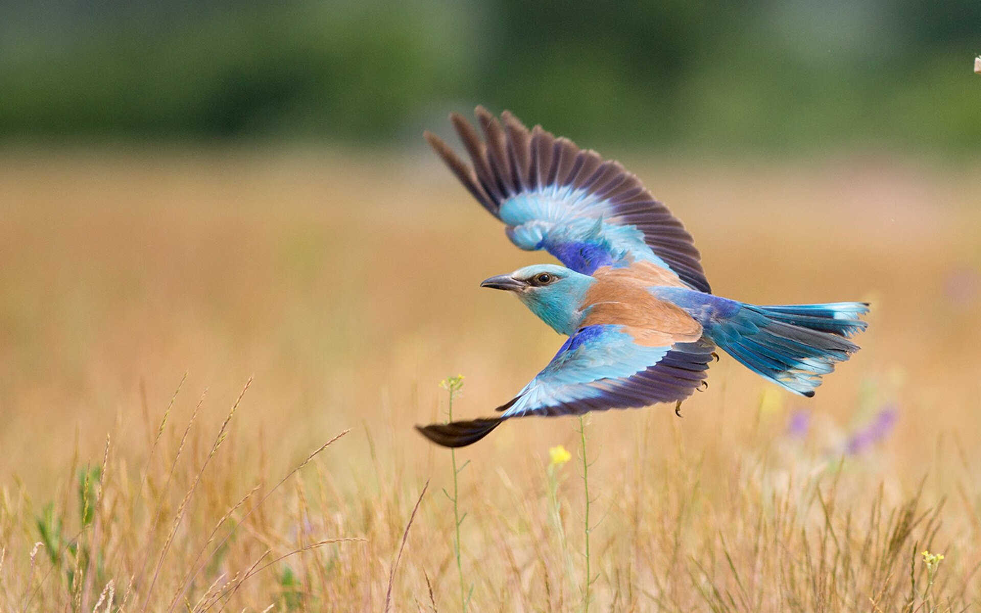 利拉德，为末节而生的独行侠