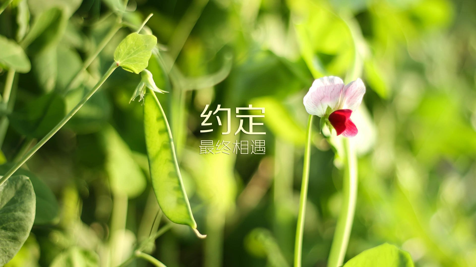 伊比利亚的倒钩,库尔图瓦的致命一击与D组唯一的神话之夜