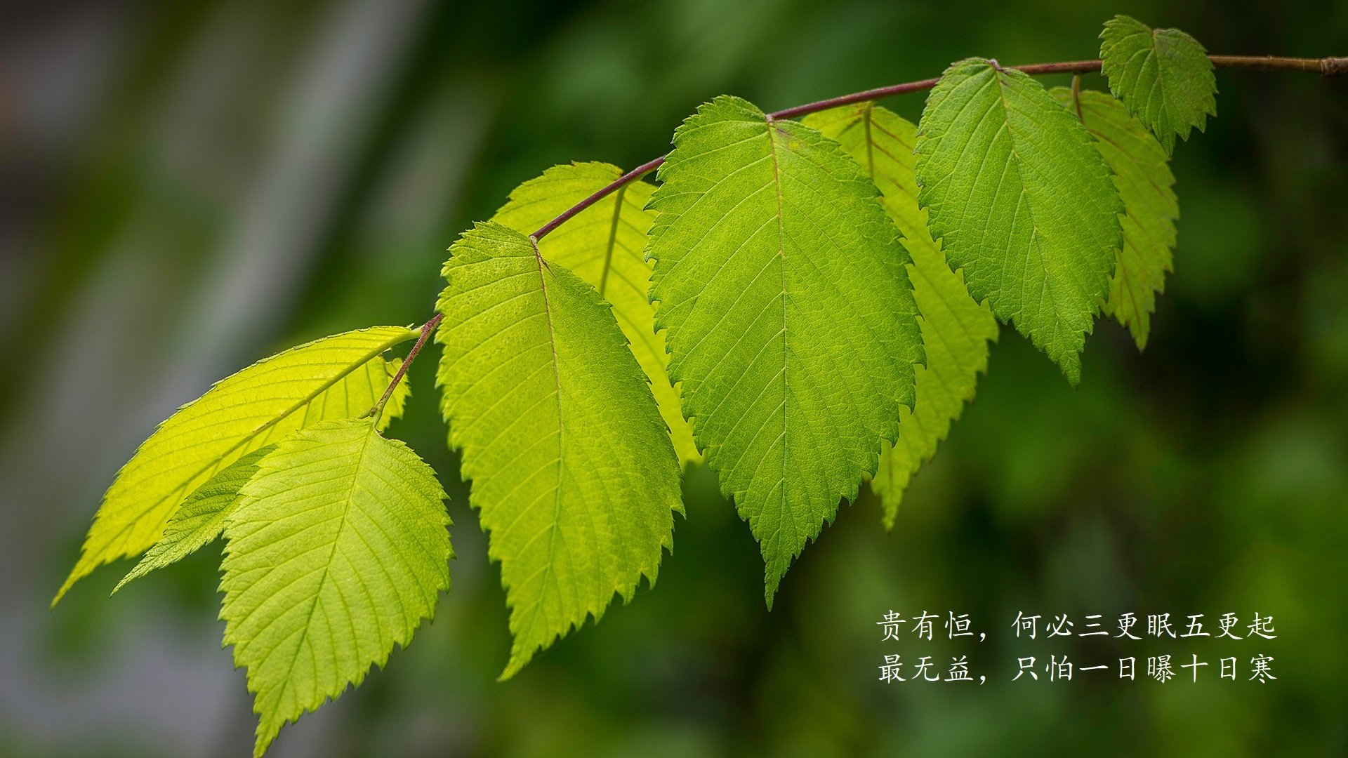 沙漠风暴中的波斯弯刀，塔雷米导演2026世界杯G组生死战，葡萄牙完胜德意志，替补奇兵一剑封喉